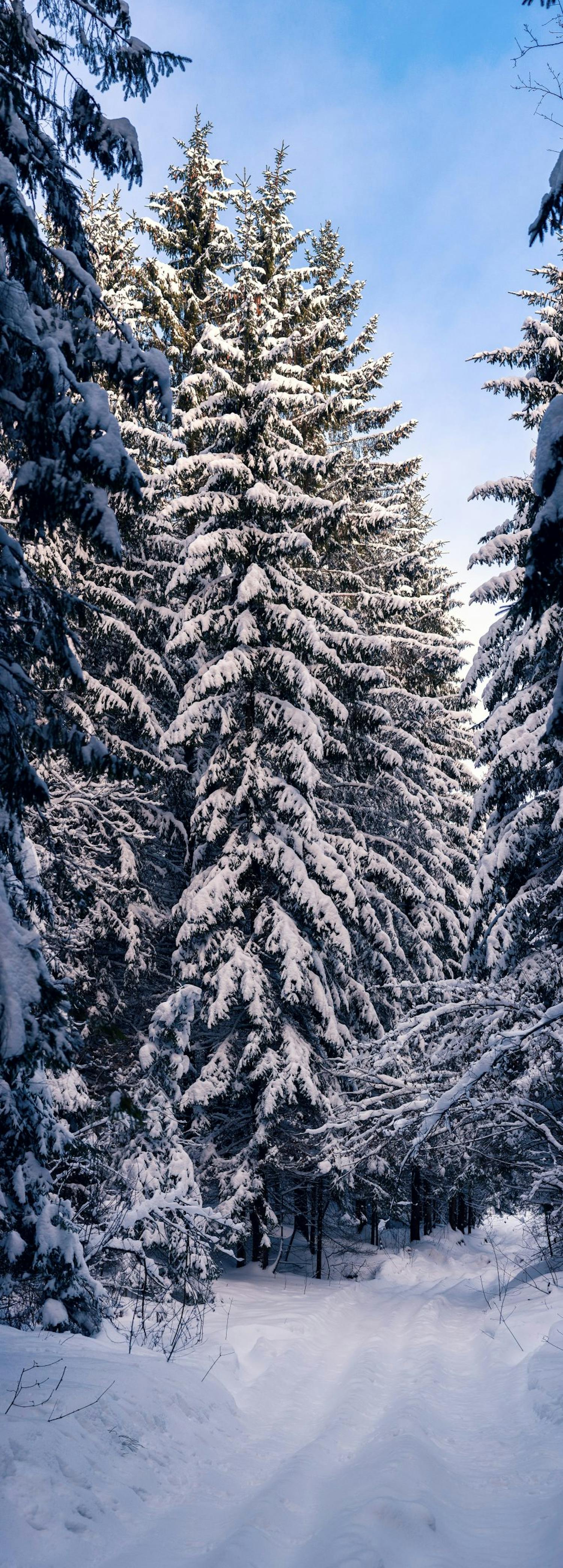 Pystypanoraama talvimetsästä